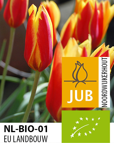 clusiana chrysantha.jpg